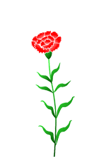 カーネーション